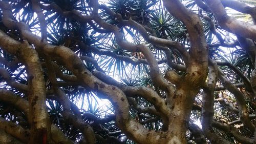 Low angle view of tree trunk