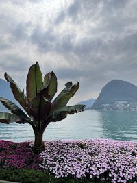 Scenic view of flowering plants by sea against sky