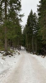 Road amidst trees in forest