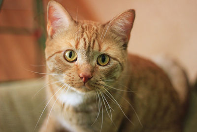 Close-up portrait of a cat