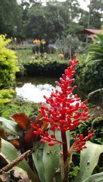 Close-up of red cactus growing on tree