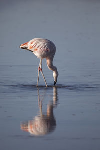 Flamingo eating in the altiplanic lagoons