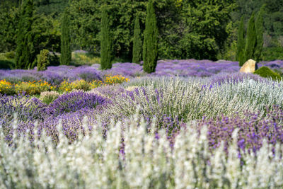 Close-up of flowering plants on field