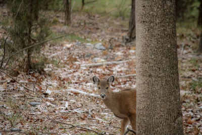 Portrait of an animal on tree trunk