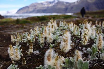 Flowers in plant with mountain in background