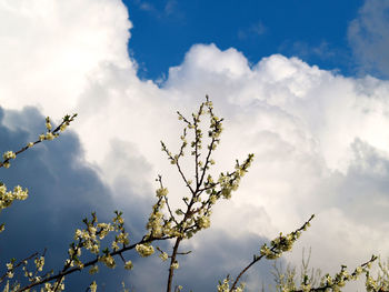 Low angle view of tree against cloudy sky