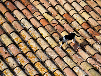 High angle view of cat on roof