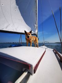 View of dog on boat