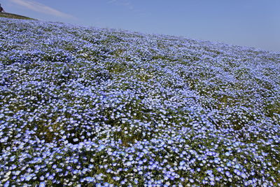 Close-up of flowering plant against sky during winter