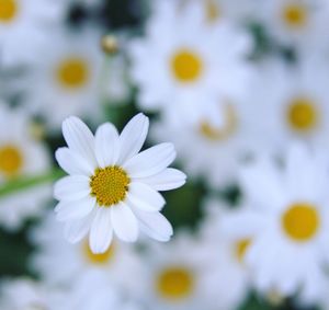 Close-up of white daisy blooming outdoors