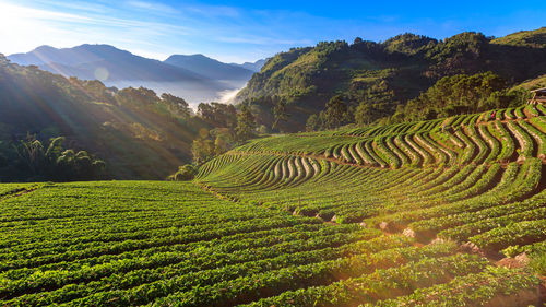 Landscape view of strawberry garden farmland with sunrise at doi ang khang chiang mai, thailand