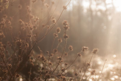 Close-up of flowering plants on land