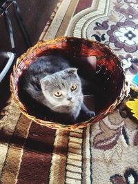 Portrait of kitten sitting