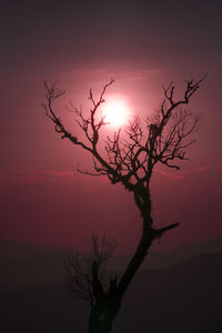 Silhouette tree against sky during sunset