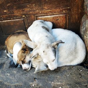 High angle view of dogs sleeping on wood