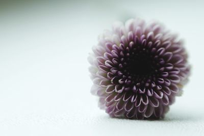 Close-up of flower over white background