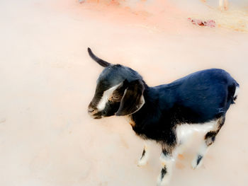 High angle view of black dog