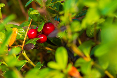 Close-up of red berries growing on plant