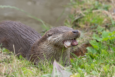 Portrait of a eurasian otter eating a fish by the waters edge