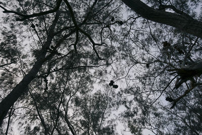 Low angle view of bird on branch against sky