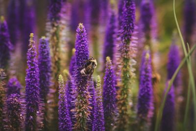 Close-up of honey bee pollinating on purple flowers 