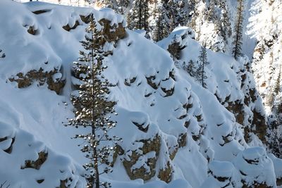 High angle view of snow covered trees