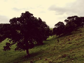 Trees on field against sky