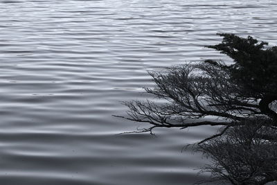 Reflection of trees in water