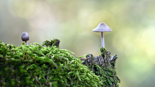 Close-up of mushroom growing on plant