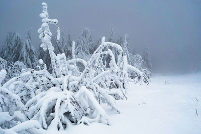 Frozen trees on snow covered field