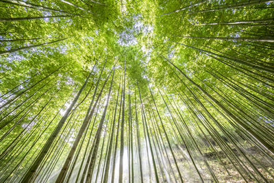 Low angle view of trees