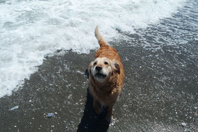 High angle view of dog in sea