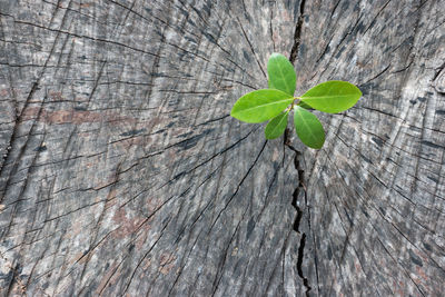 High angle view of plant growing on tree trunk