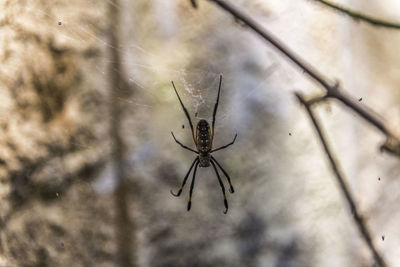 Close-up of spider