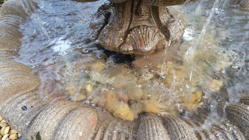 High angle view of turtle in water