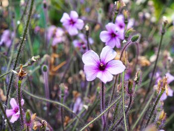 Close-up of purple flowering plant on field