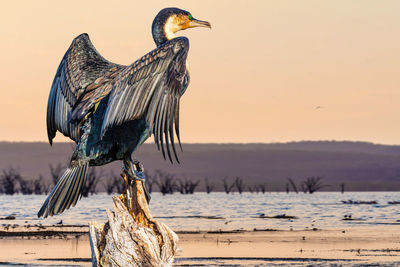 Bird perching on wooden post in lake