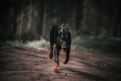 Portrait of dog standing on land