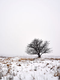 Bare tree on snow covered field against sky