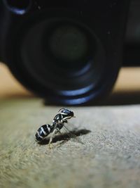 Close-up of insect on wood