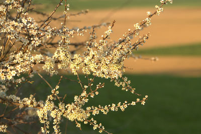 Close-up of plants against blurred background