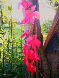 Close-up of bougainvillea blooming outdoors