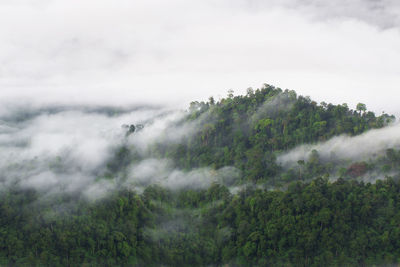 Trees in forest against sky