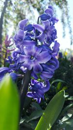 Close-up of purple flowers blooming