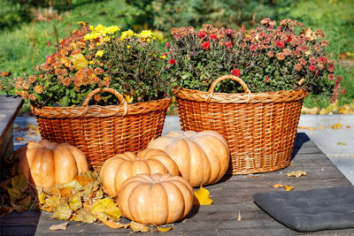 Autumn warm still life with round pumpkins near baskets of chrysanthemums in blur in warm sunlight.