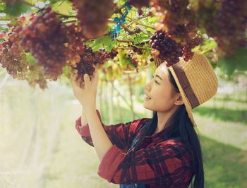 Young woman picking grapes in vineyard