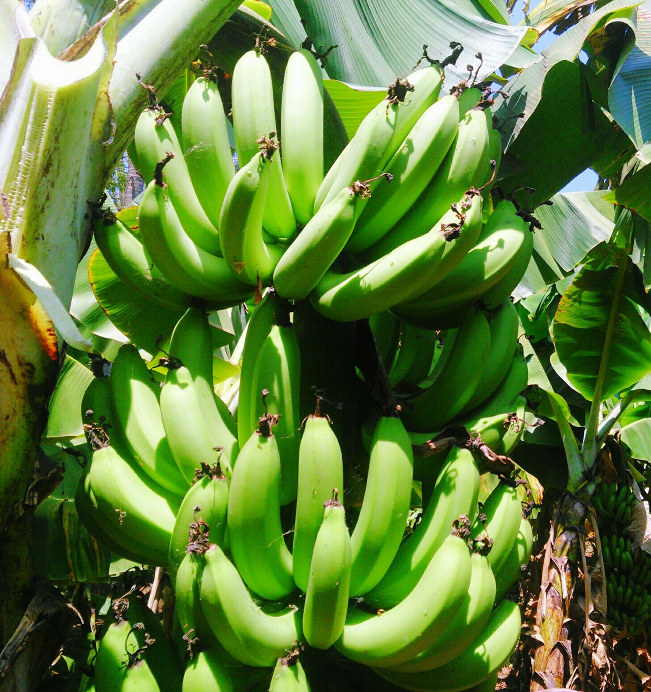 Greenbananas