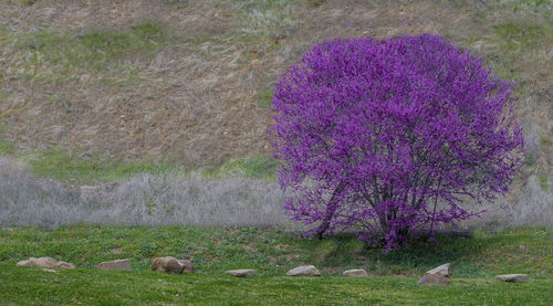 View of an animal on field