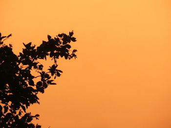 Low angle view of trees against sky at sunset