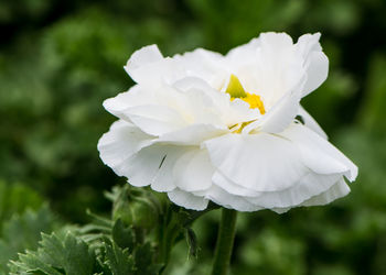 Close-up of white rose